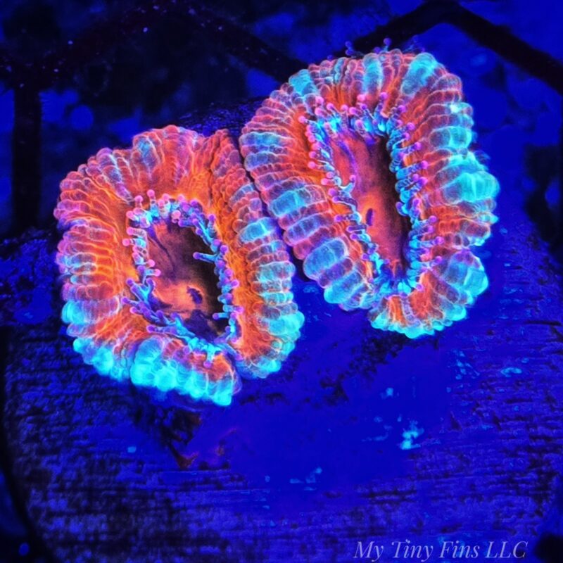 Ultra Acan Lord - WYSIWYG