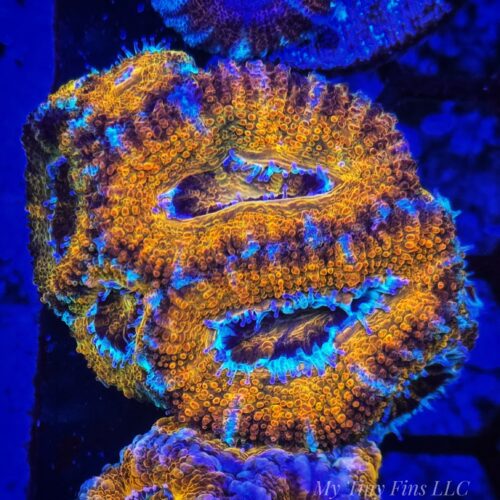 Ultra Orange Acan Lord Colony - WYSIWYG