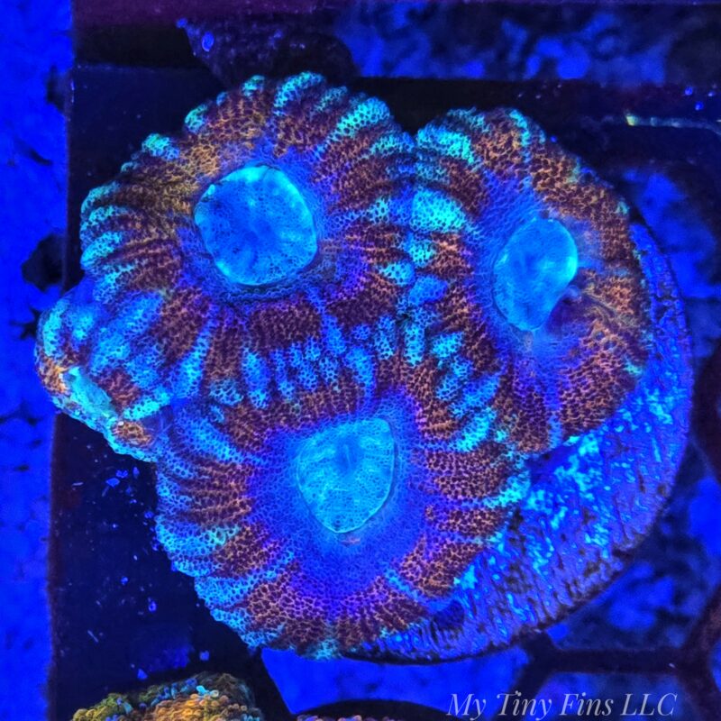 1000184301 Multicolor Ultra Acan Lord - WYSIWYG