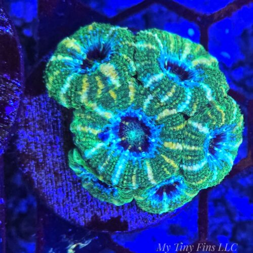 Ultra Acan Lord – WYSIWYG LPS Coral Frag