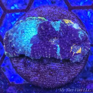 1000184303 Rainbow Acan Echinata – WYSIWYG LPS Coral Frag (Colorful)