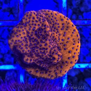 Ultra Orange Montipora (Plating Coral) - WYSIWYG