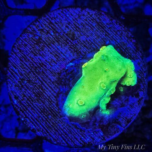Yellow Cyphastrea