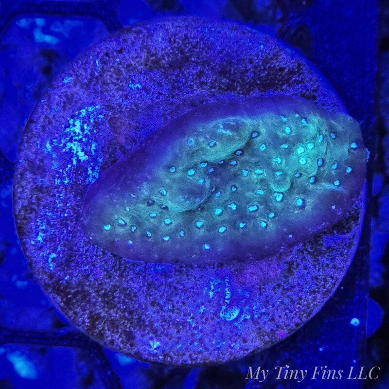 Blue/Green Montipora - WYSIWYG