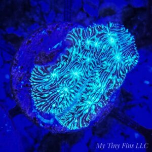 Blue Cactus Pavana - WYSIWYG