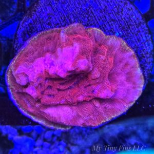 Ultra Red Leptoseris – WYSIWYG SPS Coral Frag (Encrusting)