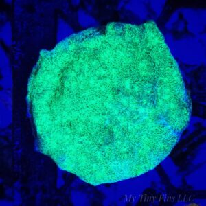 Neon Green Psammocora - WYSIWYG