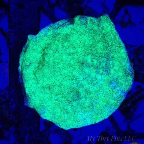 Neon Green Psammocora - WYSIWYG