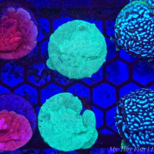 Leptoseris Coral Bundle! 3-Pack
