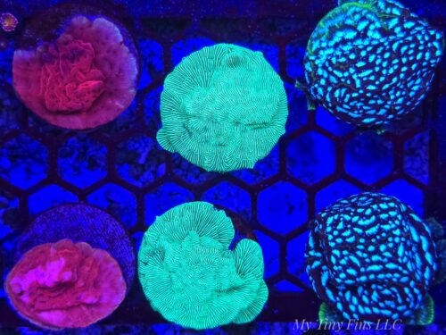 Leptoseris Coral Bundle! 3-Pack