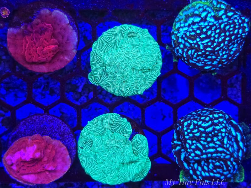 Leptoseris Coral Bundle! 3-Pack