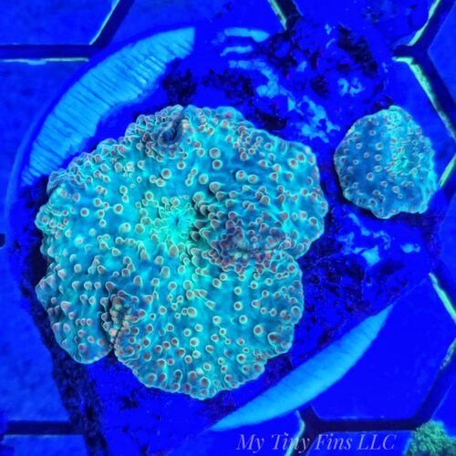 Ultra Teal/Orange Discosoma Mushroom - WYSIWYG