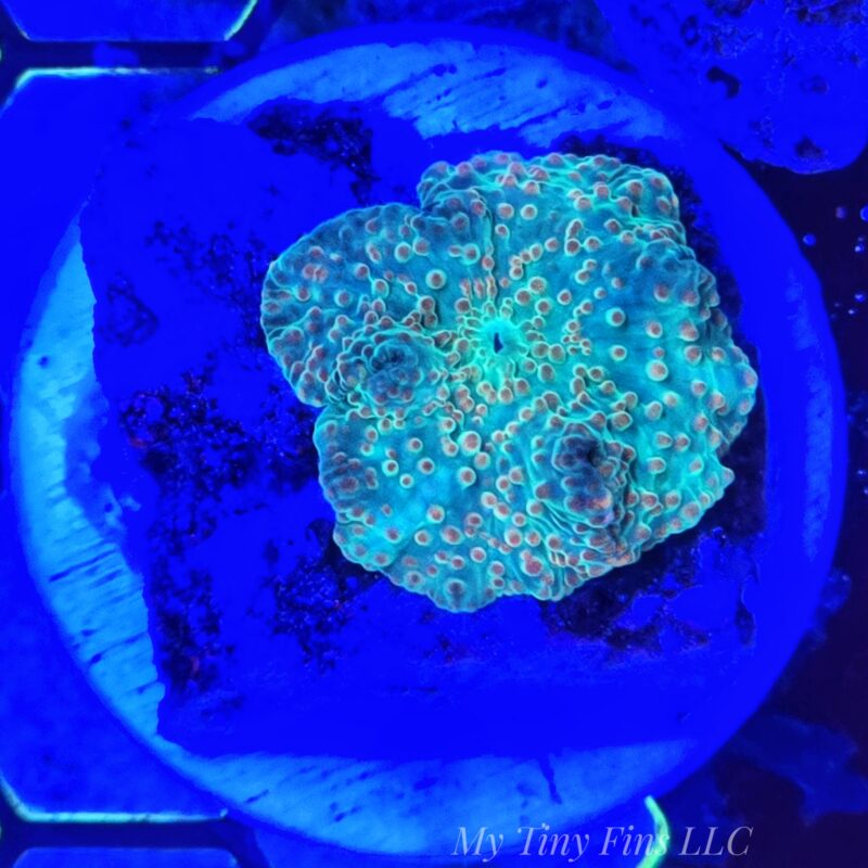 Teal/Orange Discosoma Mushroom - WYSIWYG