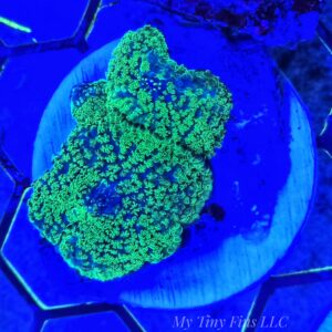 Neon Green Rhodactis Mushroom - WYSIWYG