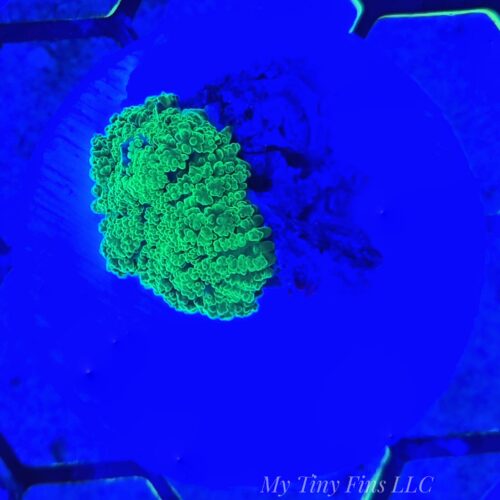 Neon Green Rhodactis Mushroom - WYSIWYG