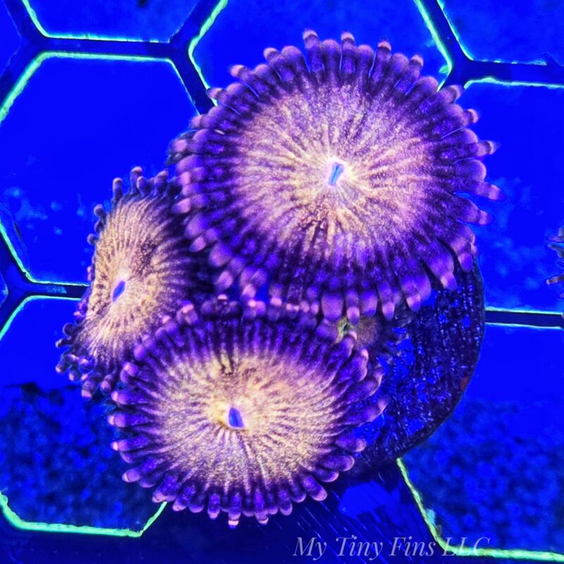 WYSIWYG - TG Sakura Zoanthids