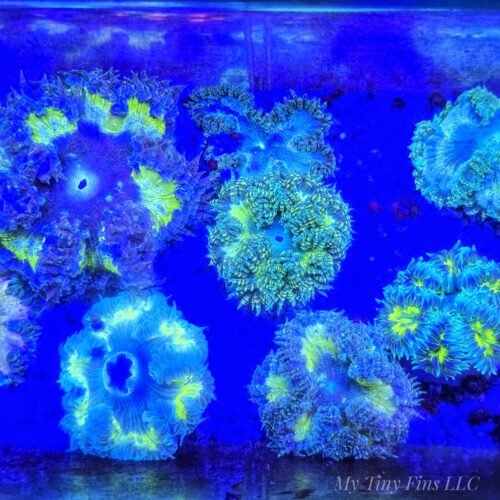 Rock Flower Anemone (Assorted) (Phymanthus crucifer)