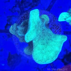 Cactus Pavona Coral (Pavona sp.)