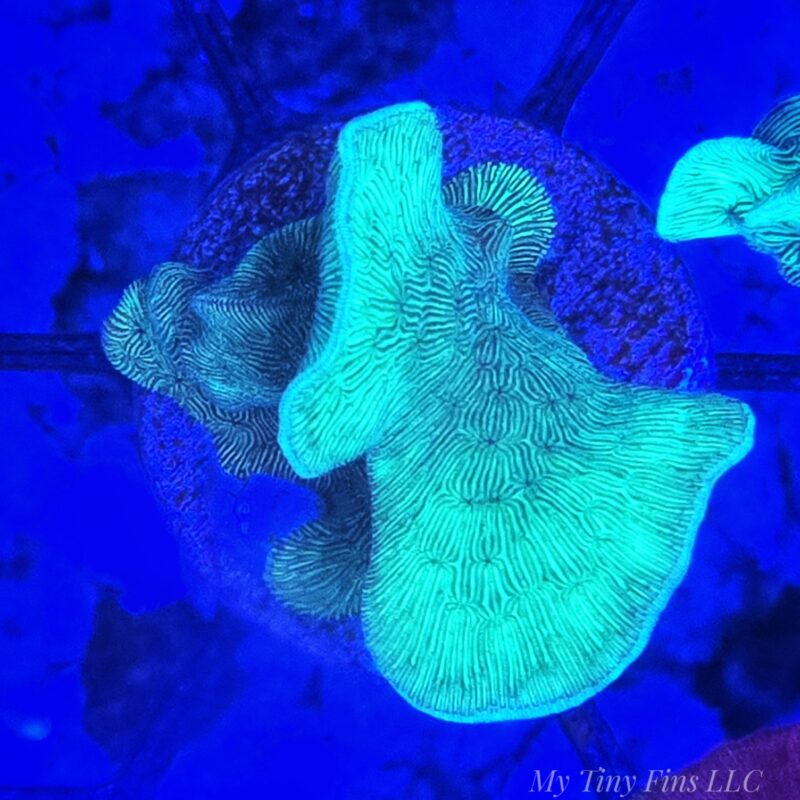 Cactus Pavona Coral (Pavona sp.)