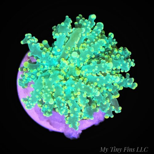 Green Frogspawn - WYSIWYG LPS Frag