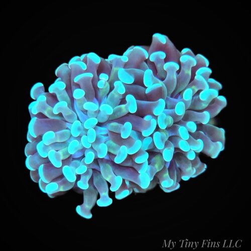Green Branching Hammer (2 Polyp)