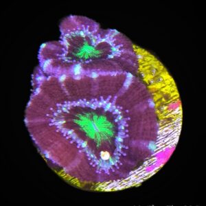 1000232535 Purple Acan - WYSIWYG