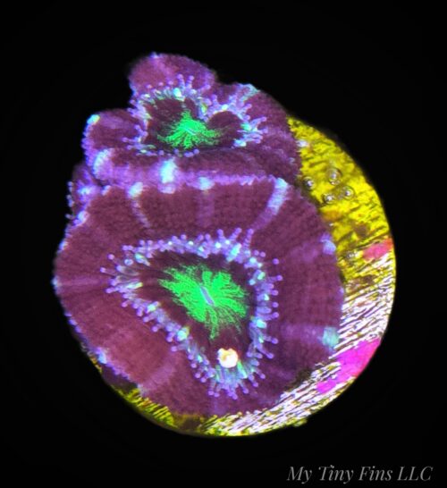 Purple Acan - WYSIWYG