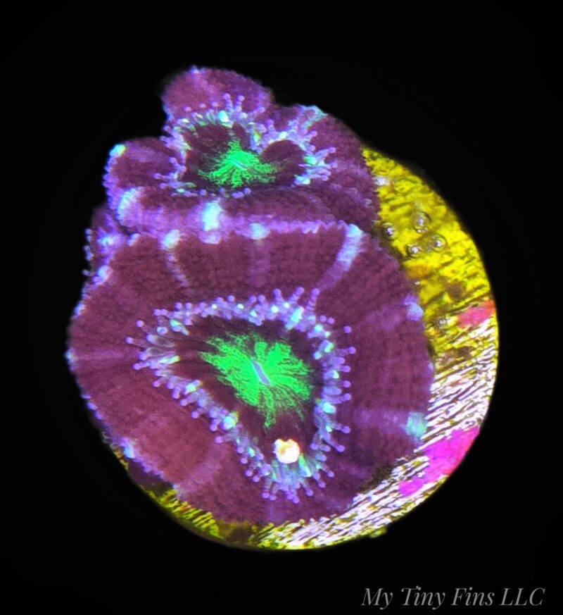 1000232535 Purple Acan - WYSIWYG