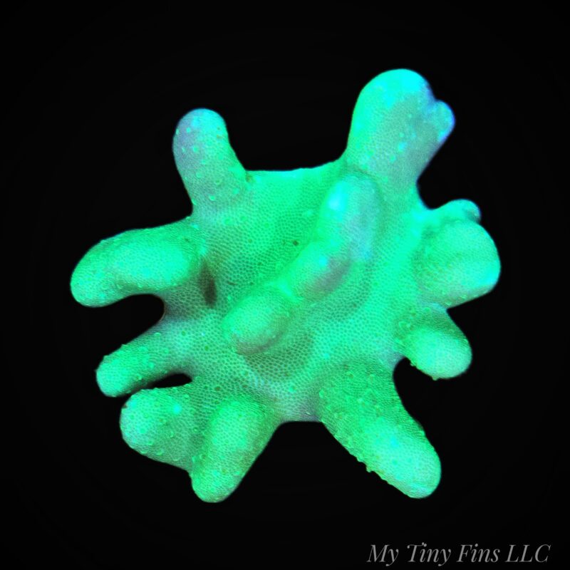 1000232549 Green Devil's Hand - Leather Coral