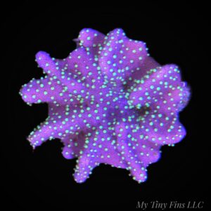 1000232550 Devil's Hand - Leather Coral