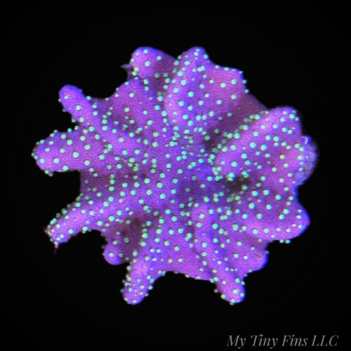 Devil's Hand - Leather Coral
