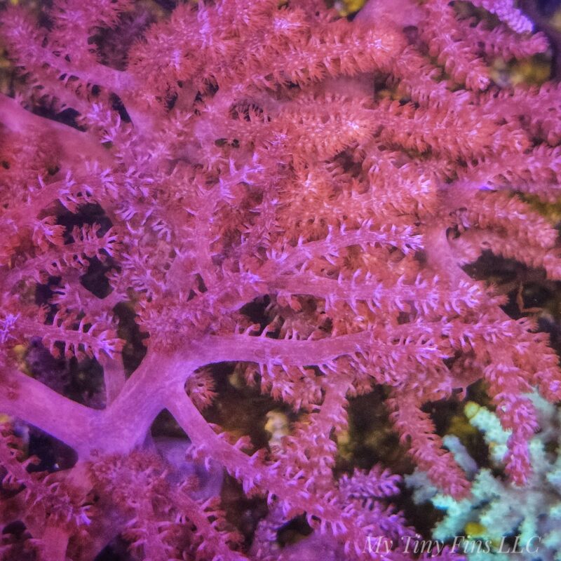 Purple Kenya Tree (Sinularia) - Soft Coral Colony
