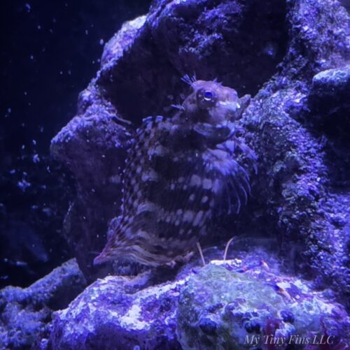 Small Lawnmower Blenny - Algae Eaters!