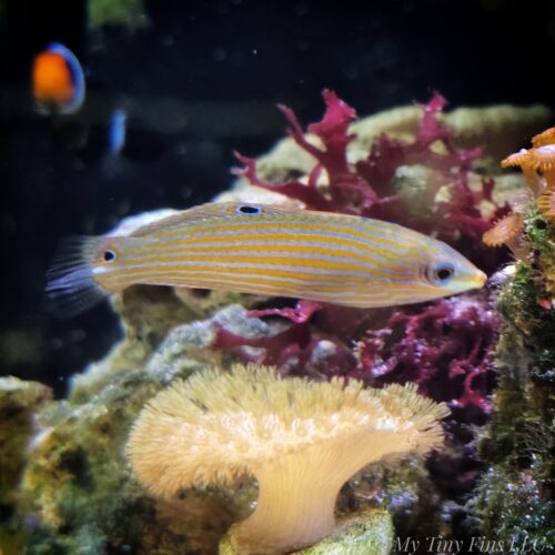 1000178138 Female Melanurus Wrasse (Halichoeres melanurus)