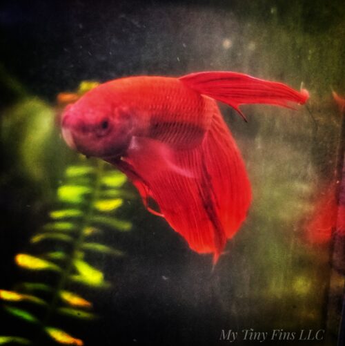 Red Veiltail Betta - Male