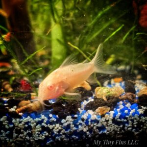 Albino Corydora