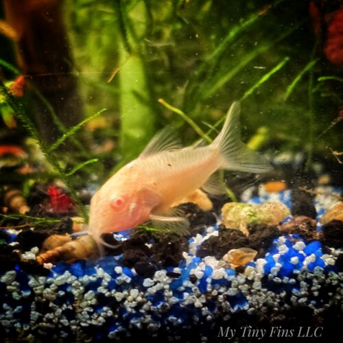 Albino Corydora