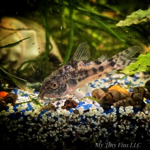 Peppered Corydora