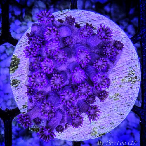 Purple Goniapora