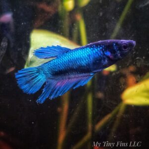 Female Betta - Assorted