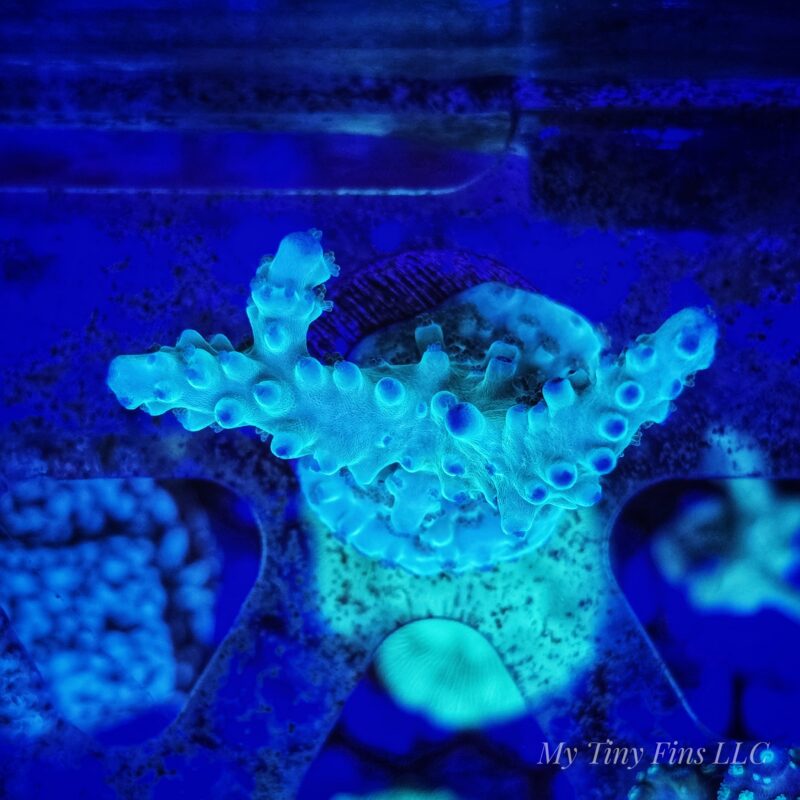 Acropora - WYSIWYG