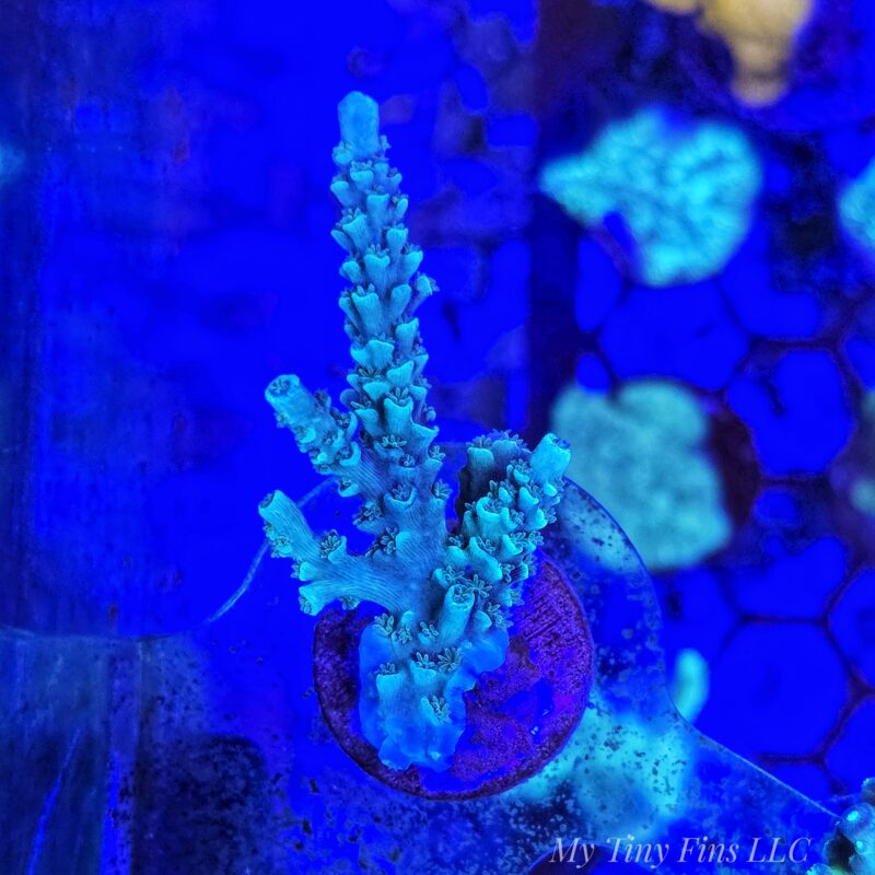 Blue Tenius Acro - WYSIWYG