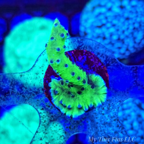 ORA Ice Tort Acropora - WYSIWYG