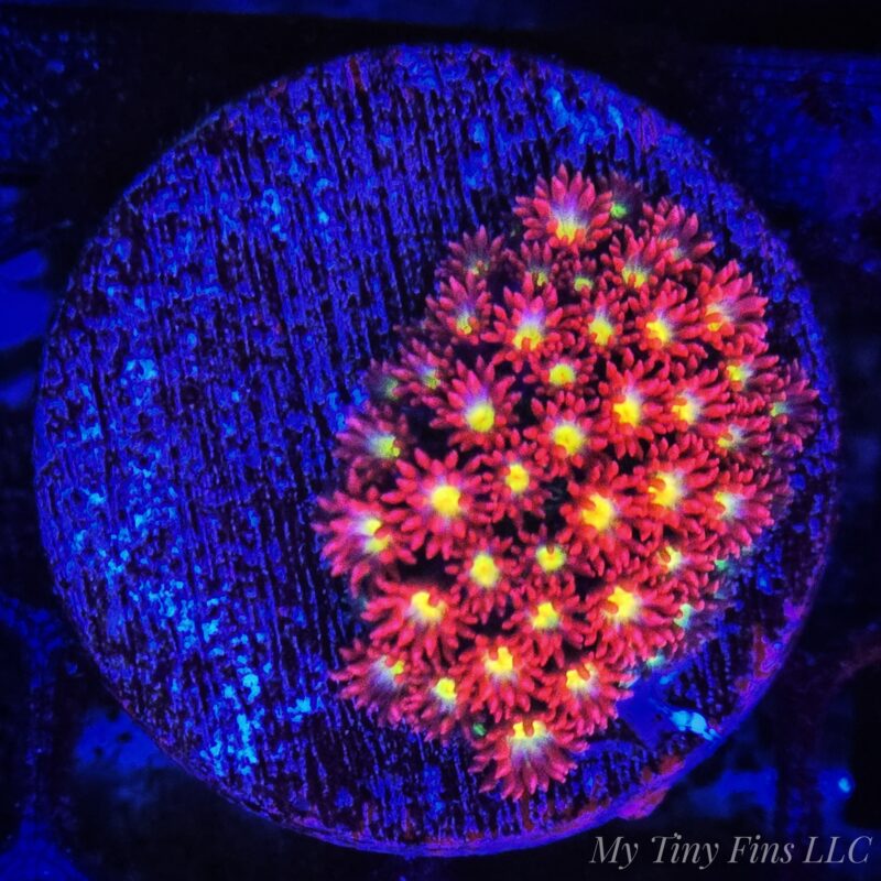 Yellow Eye Short Polyp Goniopora - WYSIWYG