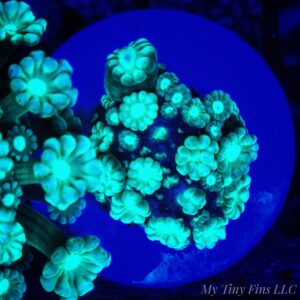 Green Alveopora - WYSIWYG
