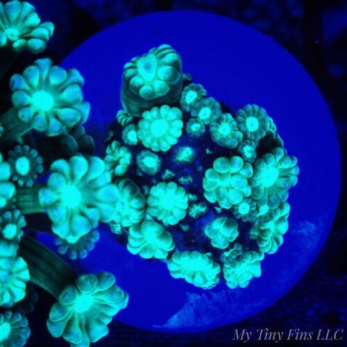 Green Alveopora - WYSIWYG