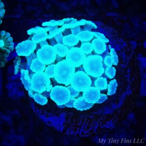 Vibrant Green Alveopora Coral