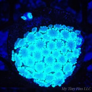Neon Green Alveopora - WYSIWYG