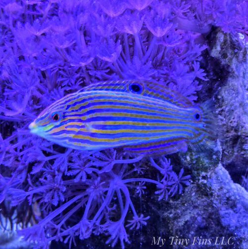 Female Melanurus Wrasse (Halichoeres melanurus)