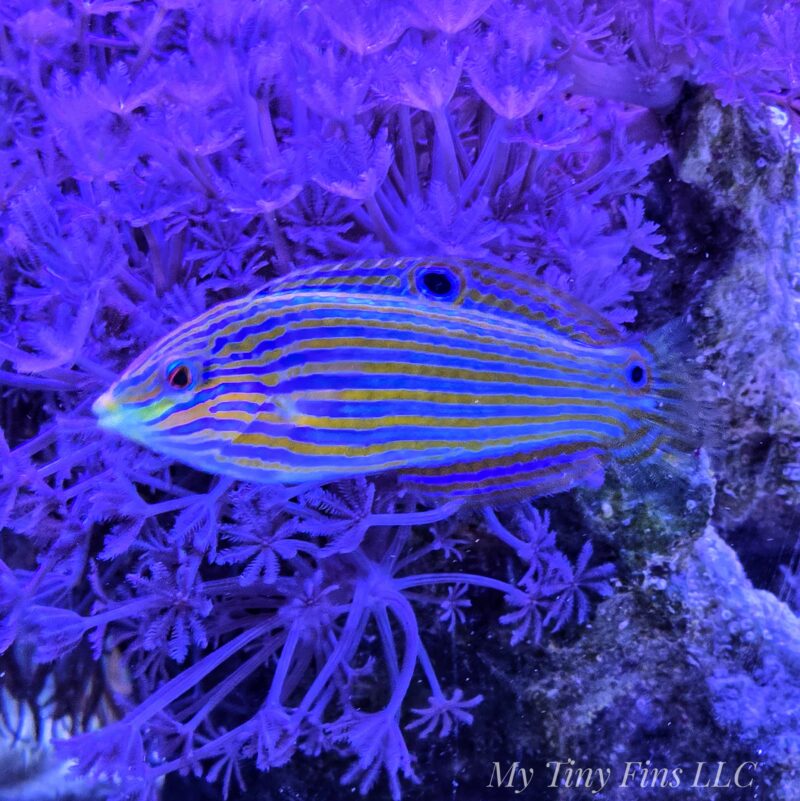 1000184704 Female Melanurus Wrasse (Halichoeres melanurus)